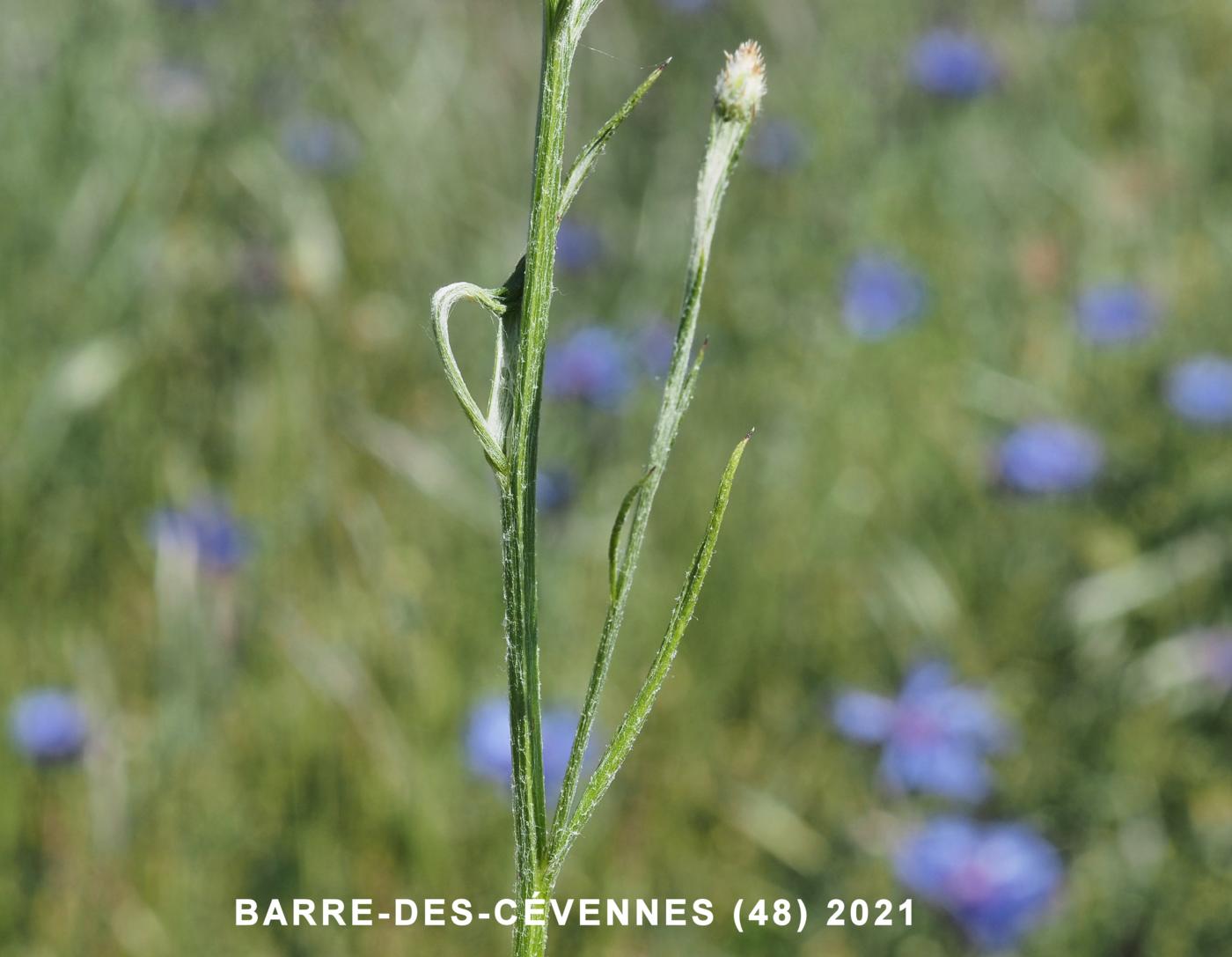 Cornflower leaf